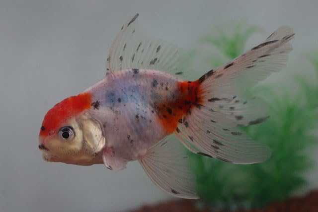 金魚　様 オランダST 白黒 薩摩産 12cm #金魚 #オランダ #ショートテール